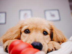 List of Items to buy for a new puppy