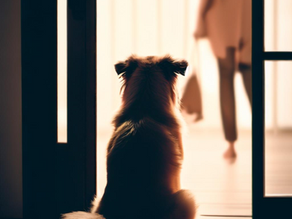 Say Goodbye to Puppy Separation Woes: The Fastest Way to Relieve Anxiety!