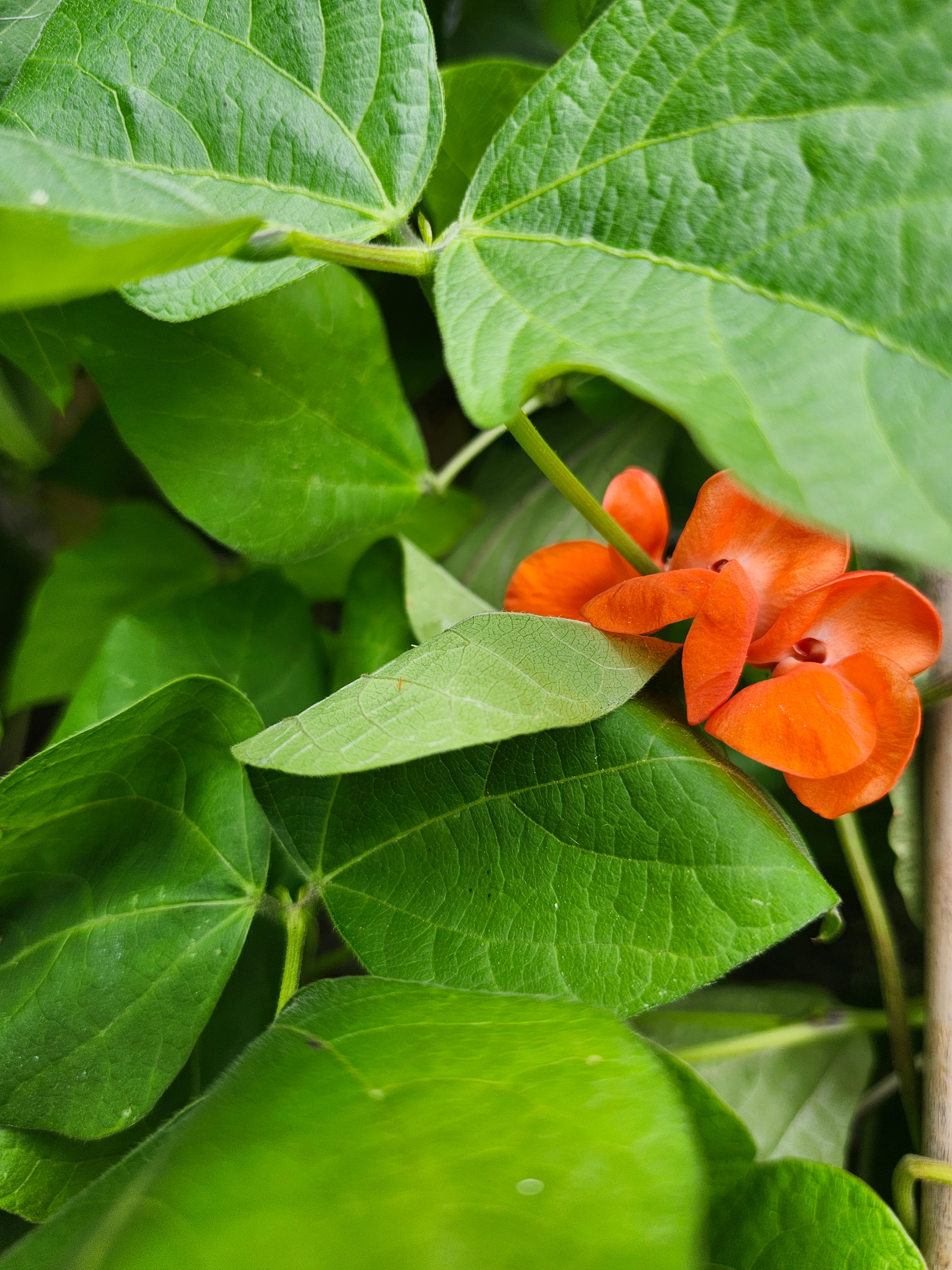 Red Runner Beans