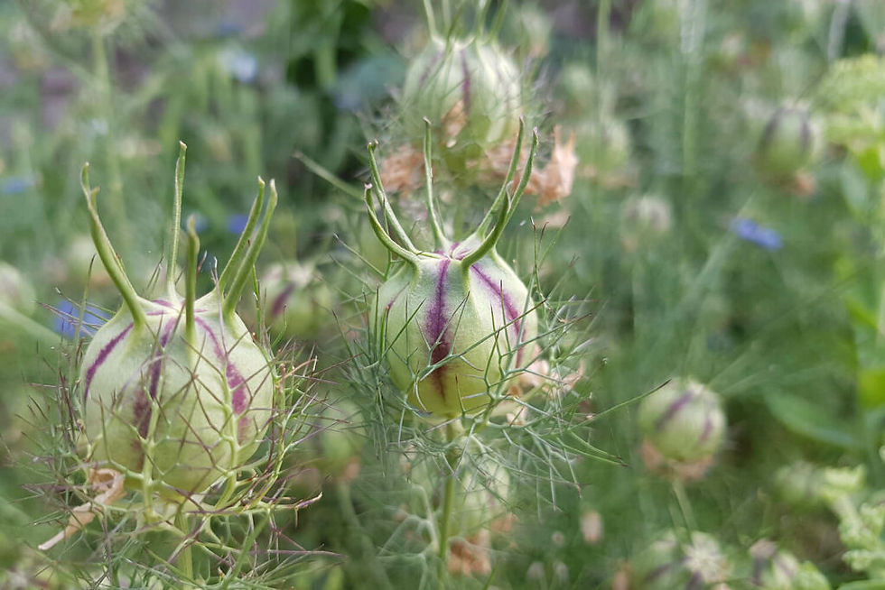 Thumbnail: Nigella