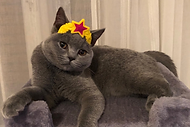 molly.png