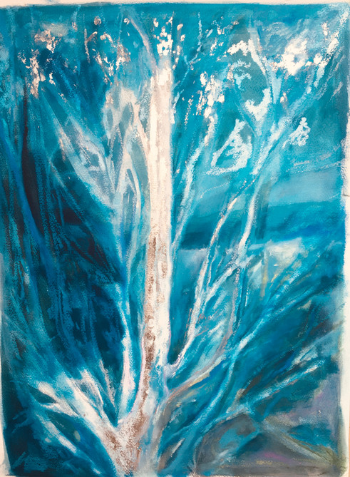 Platinum Birch