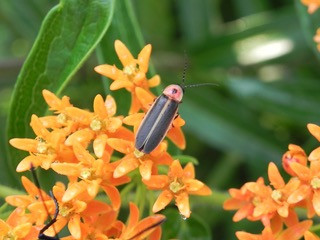The Rainy Day Naturalist: Lightning Bugs