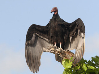 The Rainy Day Naturalist: Turkey Vultures