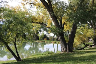 The Rainy Day Naturalist: Cottonwood Trees