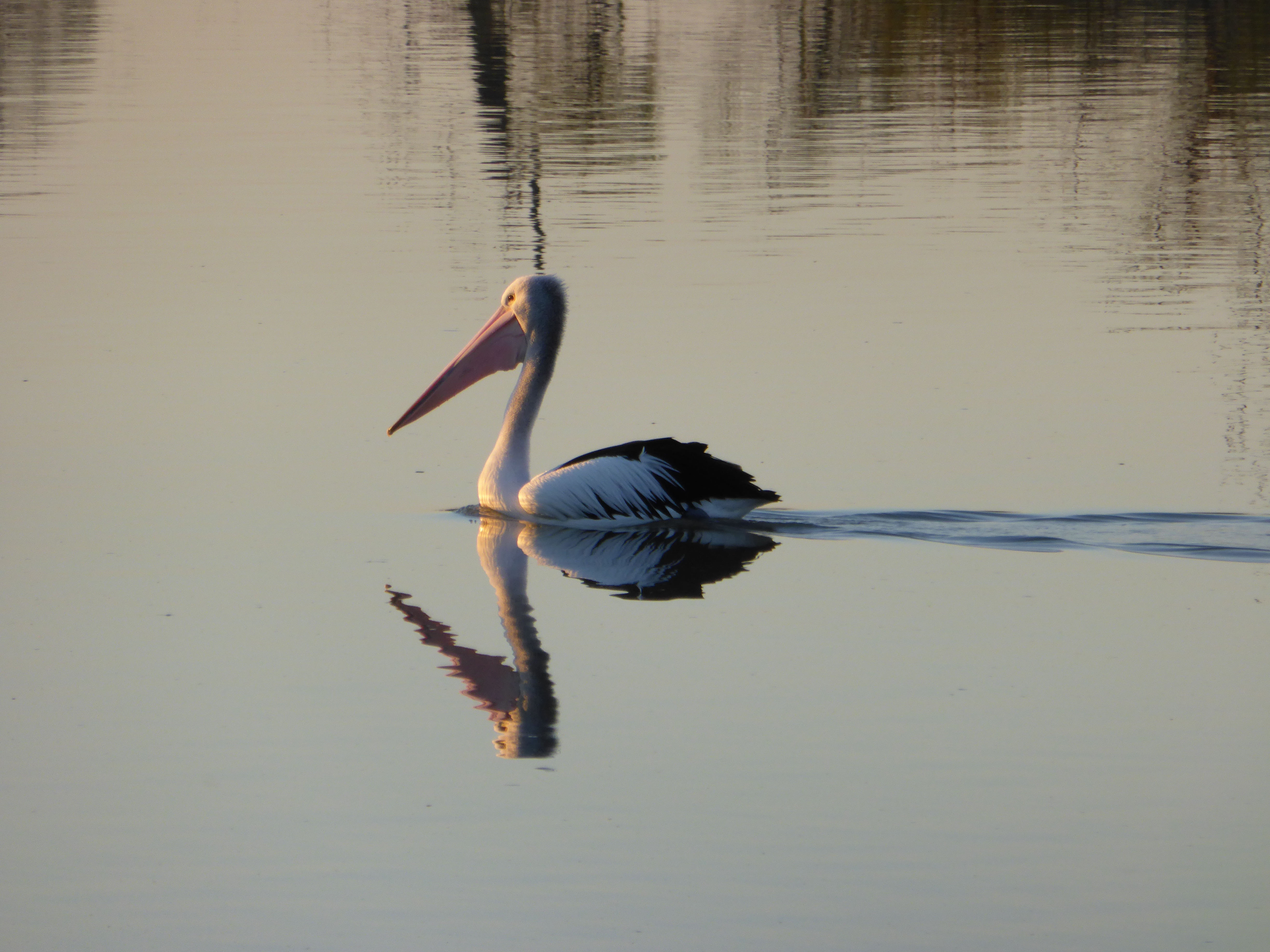 Pelican on River Murray, Pelican Retreat @ Riverlgen White Sands