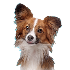 Cute Papillon Dog_edited.png