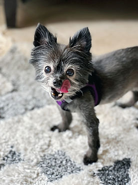 Lexi - Lilly_edited.jpg