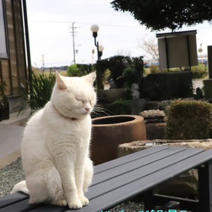 バルザック　特別展示『ひとやすみ』