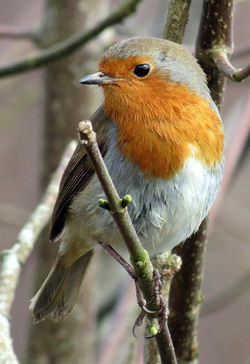 robin