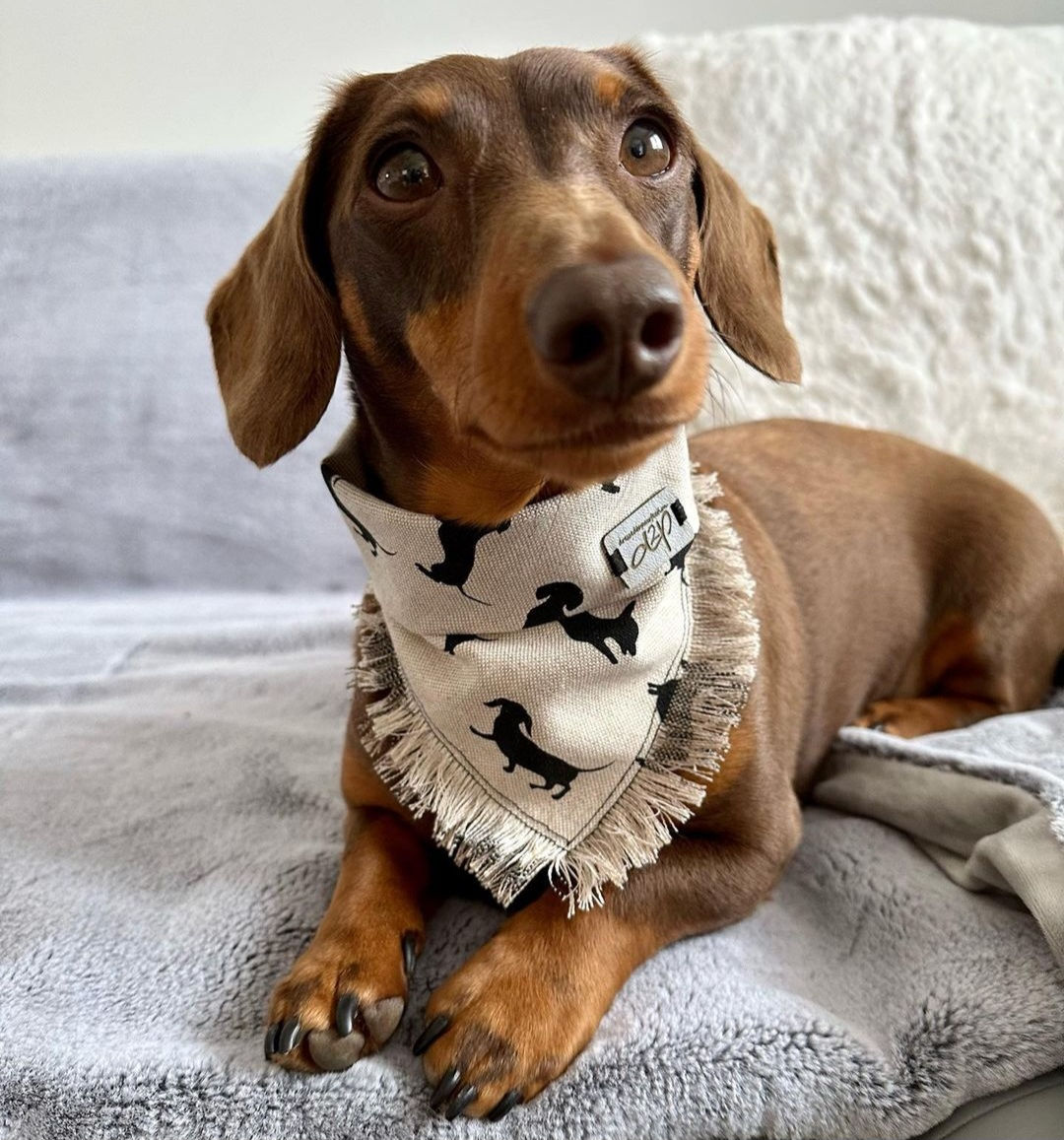 Fringed dachshund print Popper Dog Bandana