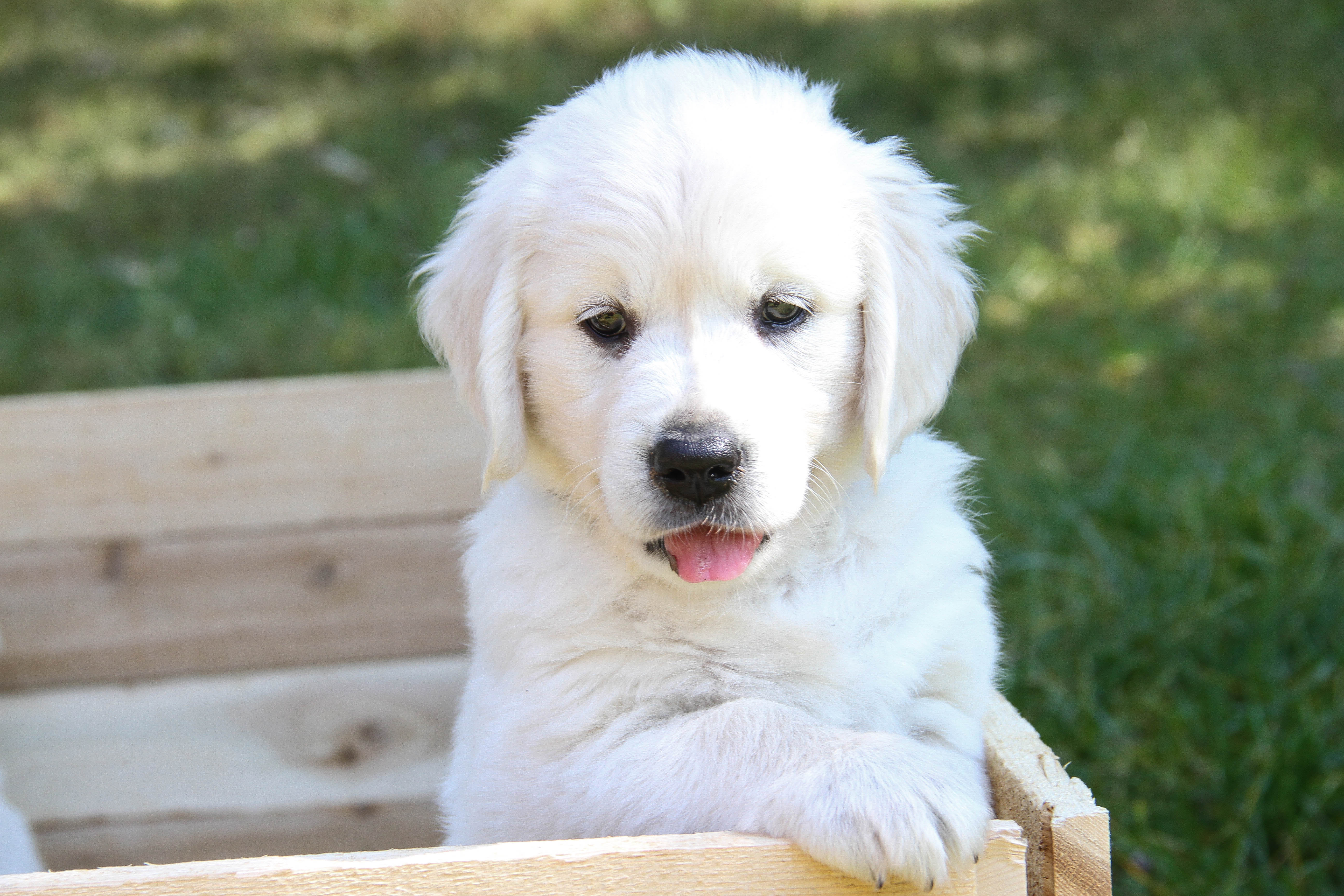 motorola invisible fence