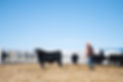 0122_BearMountain_BullSale_NE-MR-3899.jpg
