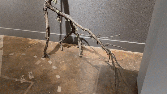 Arboreal Reception GIF.gif