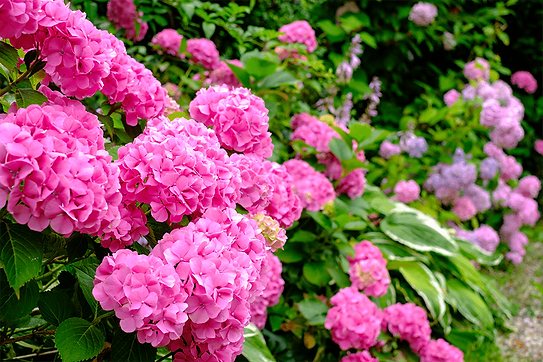 AdobeStock_321537272_Garden_1Kpx-min (1).png