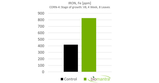 Resultados de la prueba de campo de BioMantra 2020
Hierro
Maíz-4: Etapa de crecimiento: V8, 4 Semana, 8 Hojas
