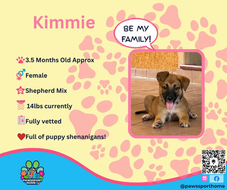 Meet Kimmie! • Female • 3.5 months old • 14 lbs (and growing!) • Currently in Loreto, Mexico Kimmie is at that magical puppy age where the world is one big playground, and she’s looking for her very own humans to explore it with!