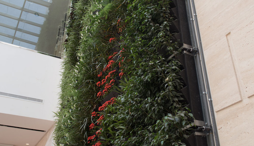 Living Wall : Maintenance and set-up | Vertiss The Green Wall