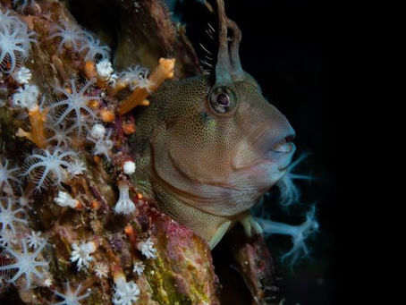 Festive Blenny