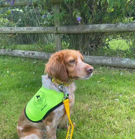 Why Dogs in Therapy?