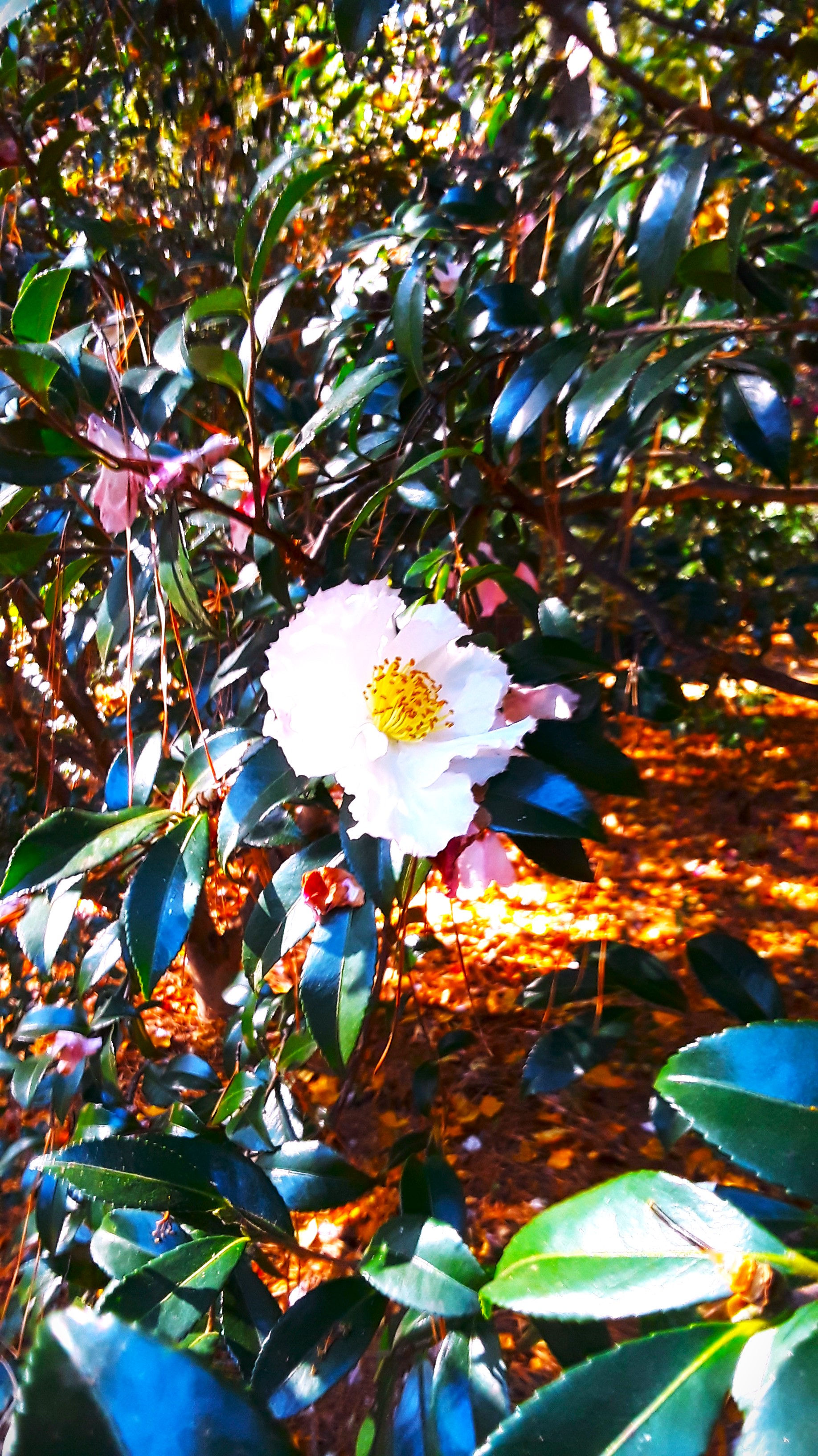 The Oneness of Nature