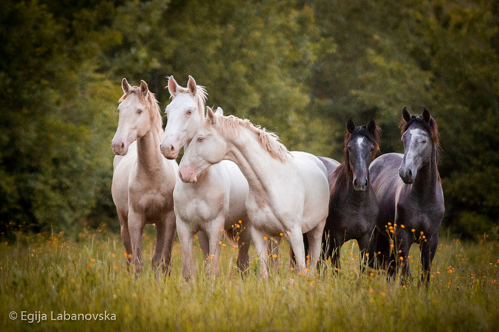 Jingle, Janeiro, Jador, Loustic et L