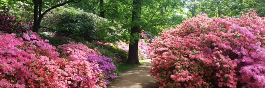 Ashtead WI - summer photo for front page..jpg