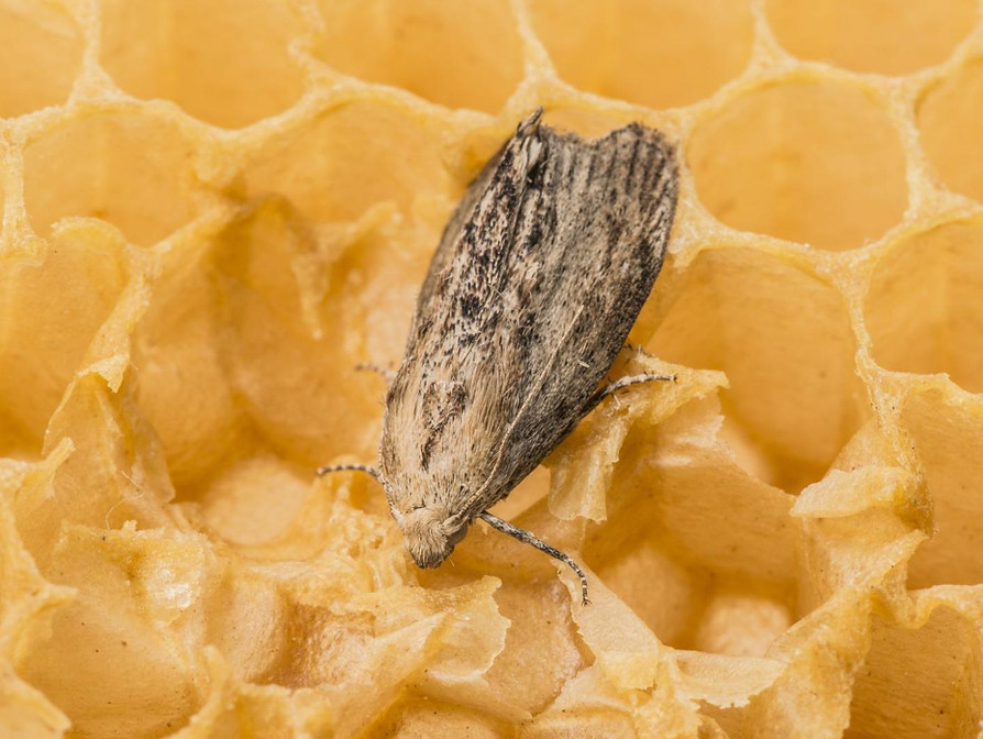 wax-moth-a-beekeeping-pest-image2.jpg