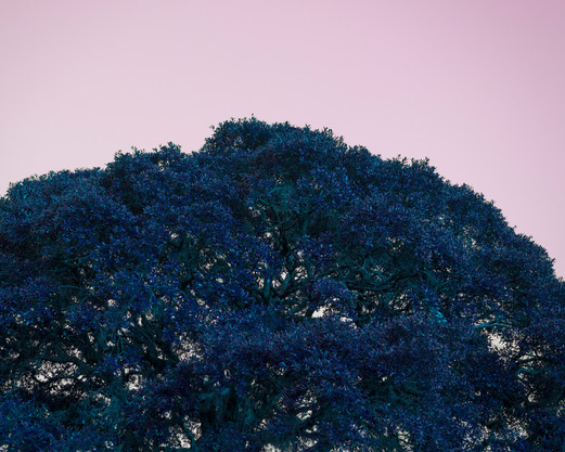 _DSC8966_blue_RS.jpg