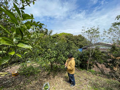 ご近所のお手伝い（みかん畑の草刈り）