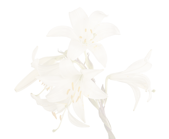 White Lily Flowers_edited_edited_edited_