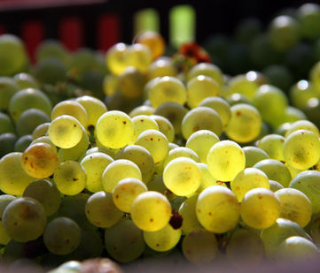 Chardonnay, champagne