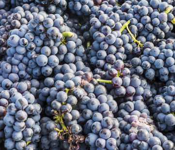 Pinot, noir, champagne