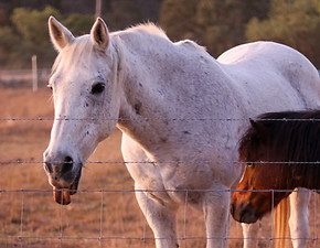 Silly Horse