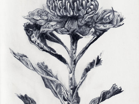 Another left handed, 6B graphite on paper.