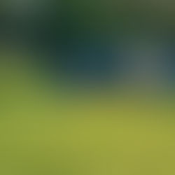 Green Waste Trailer Again