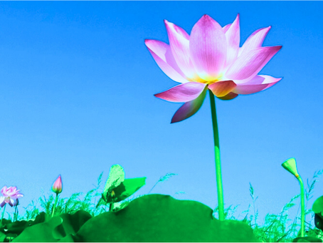 48. Hỗ trợ mọi người kết nối với các điểm luyện công, học Pháp, trạm phụ đạo địa phương, là một công việc quan trọng để bắt đầu mọi tiến trình