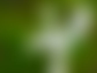 Những trải nghiệm của tôi về việc học Pháp và luyện công tập thể (theo vn.minghiu.org)