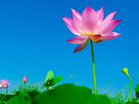 Truyền kỳ về Đại sư Lý Hồng Chí