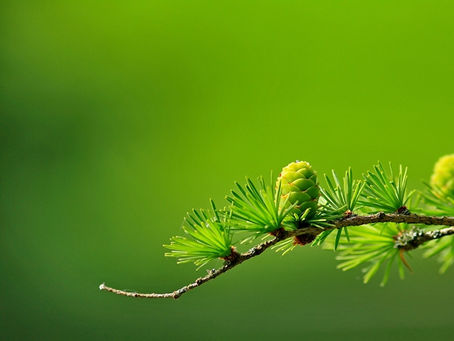 Thử giải Tứ đại danh tác (Phần 2) - Theo vn.minghui.org