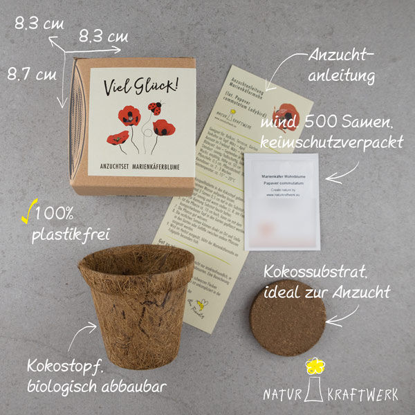 Miniaturbild: Marienkäferblume