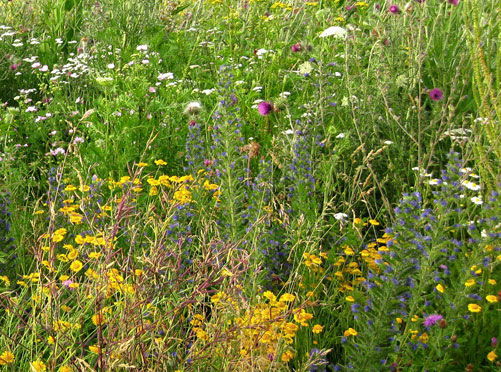Miniaturbild: Bienenweide BEE FRIENDLY
