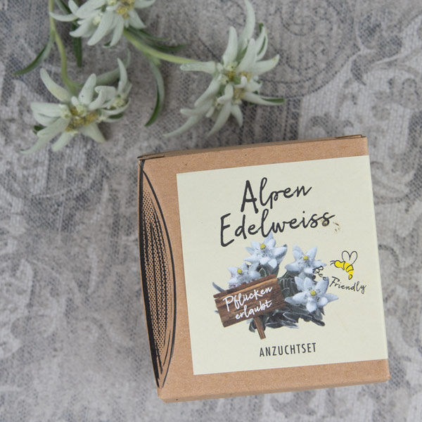 Miniaturbild: Alpenedelweiß