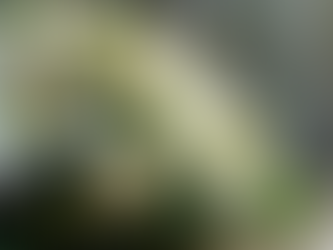 Ghid pentru alegerea coroanelor funerare Iași