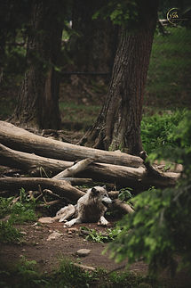 The Majestic Grey Wolf