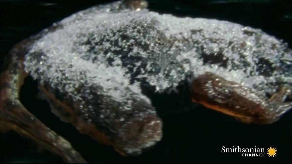 Frogsicles, frozen frogs