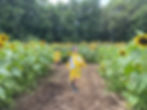2021 821 ひまわり🌻_210824_144