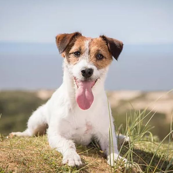 Writer: Benjijackrussell