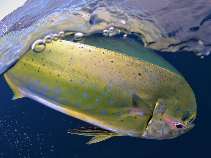 Mahi on microjig.jpg