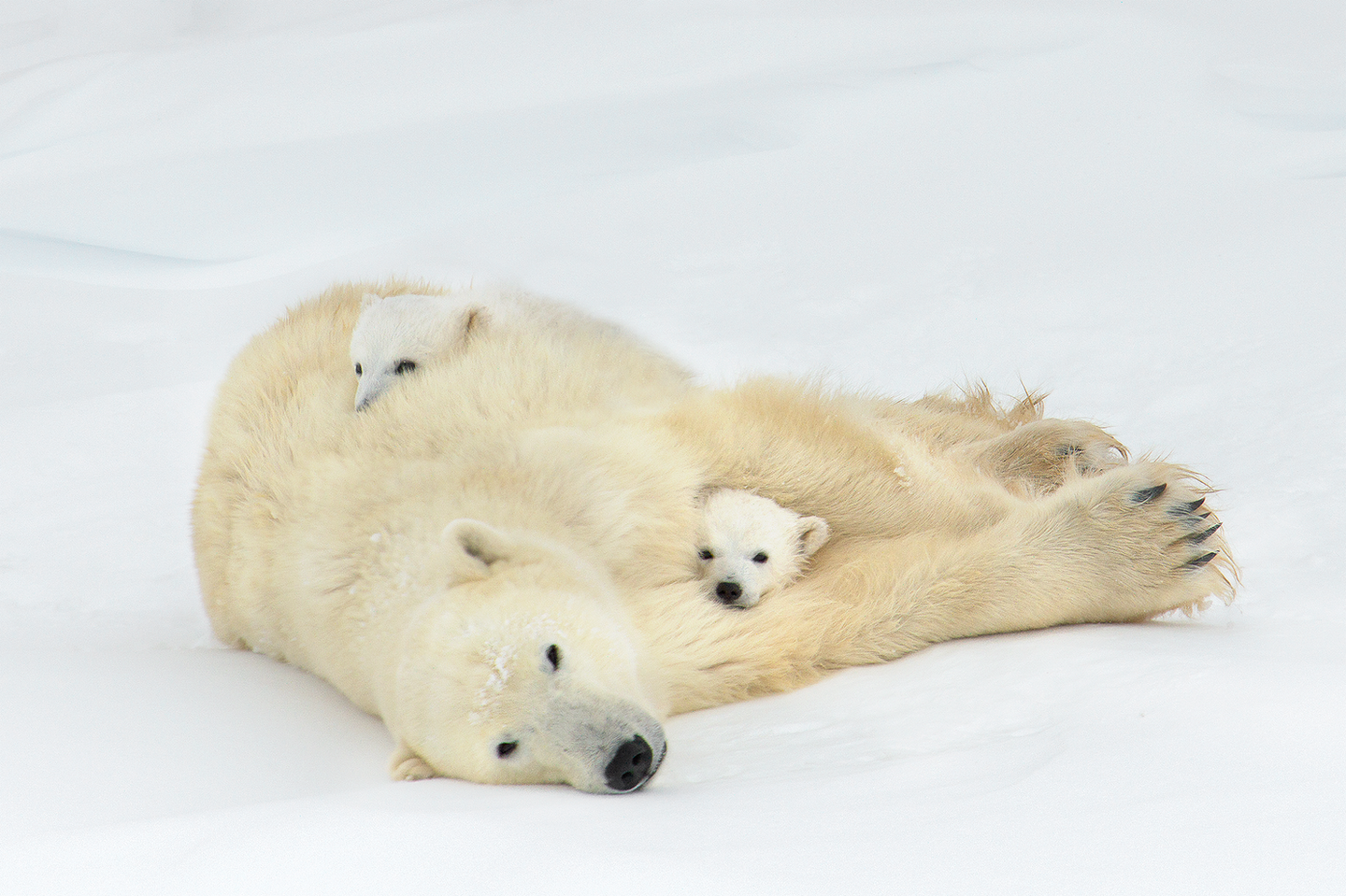 Polar-Bears D4S5438 